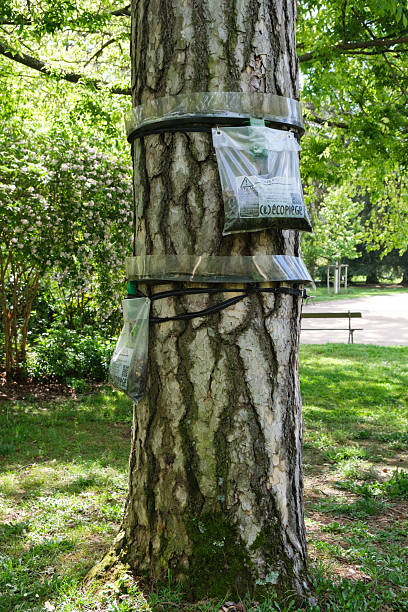 Pièges à chenilles processionnaires des pins